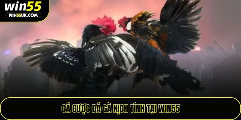 Cá cược đá gà kịch tính tại Win55
