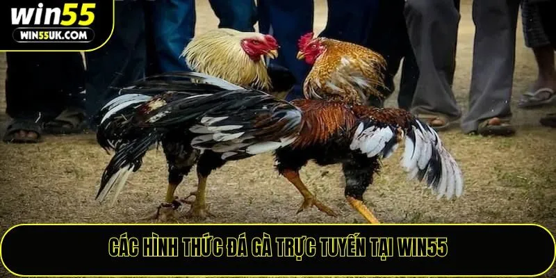 Các hình thức đá gà trực tuyến tại Win55