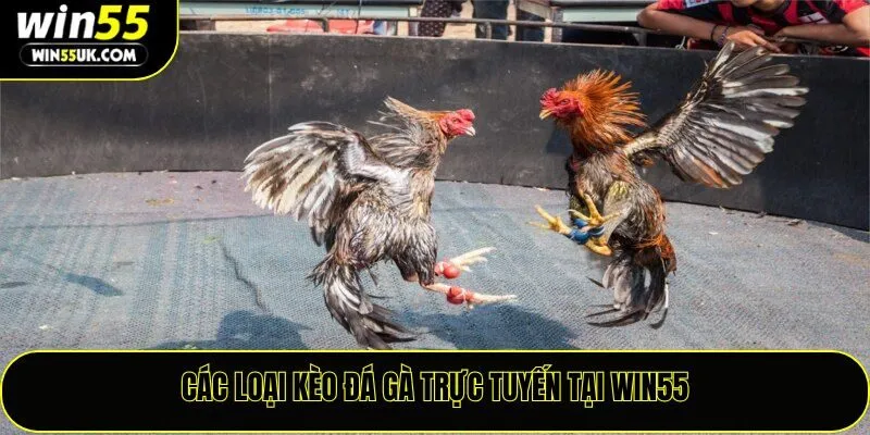 Các loại kèo đá gà trực tuyến tại Win55