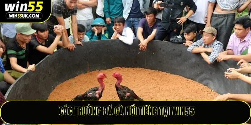 Các trường đá gà nổi tiếng tại Win55
