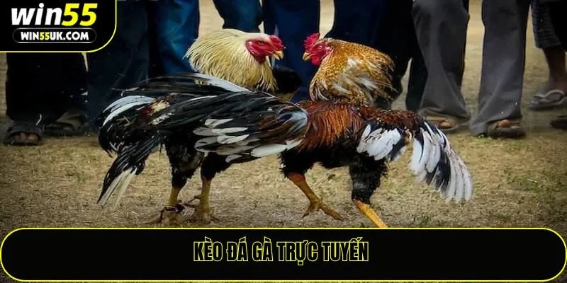 Kèo Đá Gà Trực Tuyến