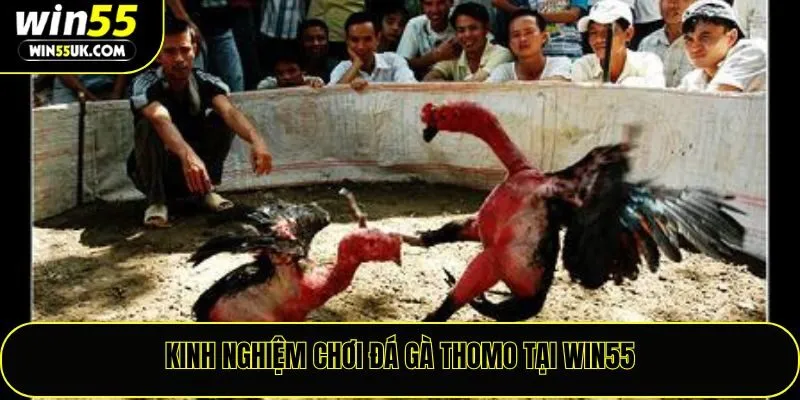 Kinh nghiệm chơi đá gà thomo tại Win55
