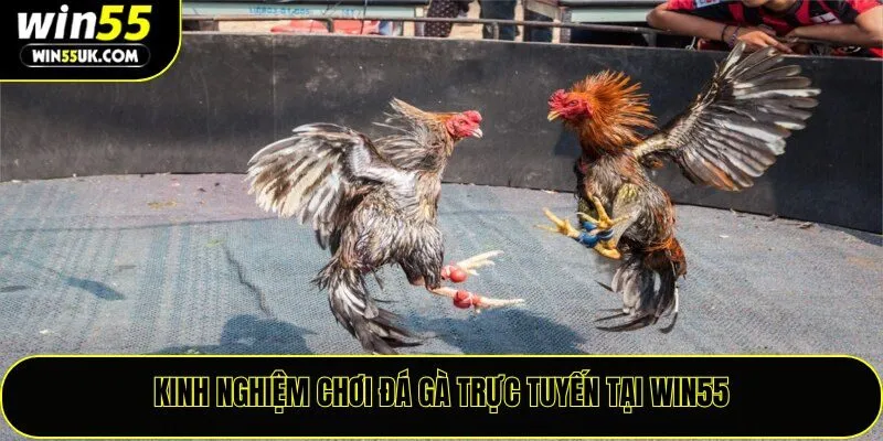 Kinh nghiệm chơi đá gà trực tuyến Win55
