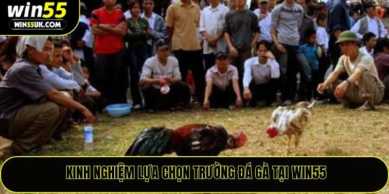 Kinh nghiệm lựa chọn trường đá gà tại Win55