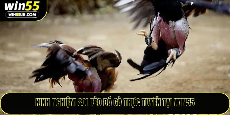 Kinh nghiệm soi kèo đá gà trực tuyến tại Win55