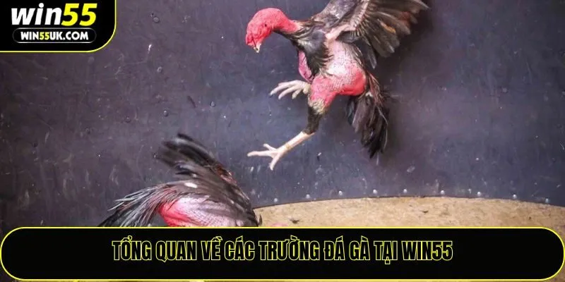 Tổng quan về các trường đá gà tại Win55