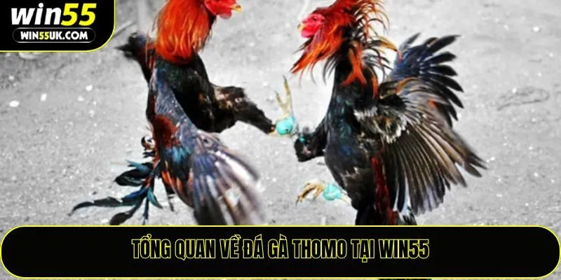 Tổng quan về đá gà thomo tại Win55