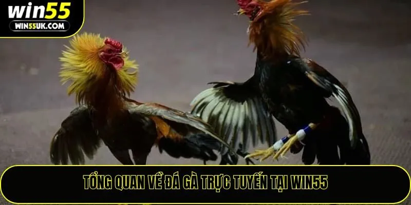 Tổng quan về đá gà trực tuyến tại Win55