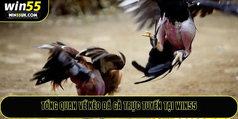 Tổng quan về kèo đá gà trực tuyến tại Win55
