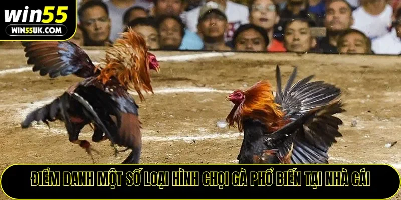 Điểm danh một số loại hình chọi gà phổ biến tại nhà cái