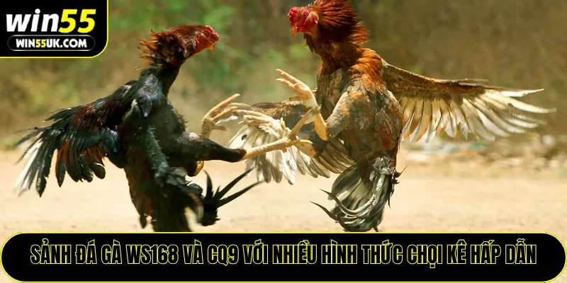 Sảnh đá gà WS168 và CQ9 với nhiều hình thức chọi kê hấp dẫn
