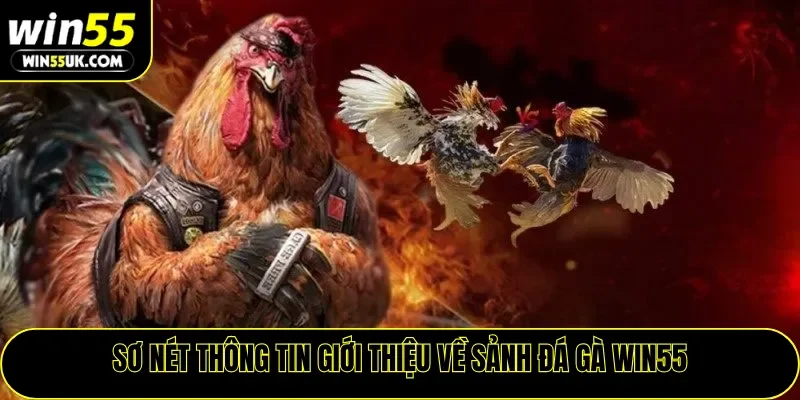 Sơ nét thông tin giới thiệu về sảnh đá gà WIN55