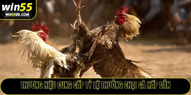 Thương hiệu cung cấp tỷ lệ thưởng chọi gà hấp dẫn